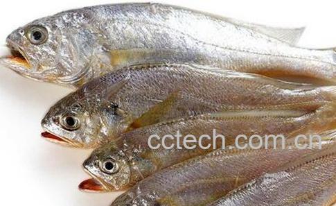 果蔬百科野生黄鱼的营养价值与功效-0