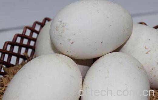 果蔬百科吃鹅蛋的好处有哪些-0