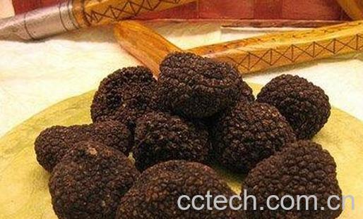 果蔬百科松露的营养价值-0