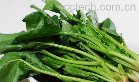 果蔬百科菠菜的食用禁忌与注意事项-0