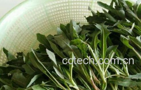 果蔬百科 曲曲菜的营养价值与功效-0