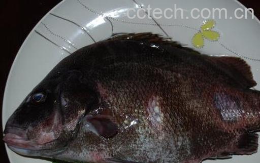 果蔬百科包公鱼的营养价值 吃包公鱼的好处-0