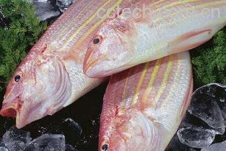 果蔬百科金线鱼的功效与作用-0