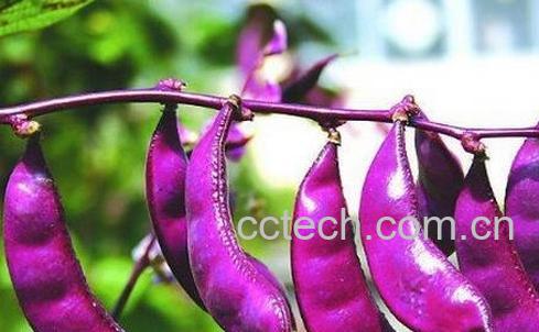 果蔬百科吃红扁豆的好处与坏处-0