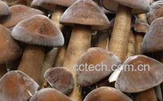 果蔬百科吃长根菇的好处-0