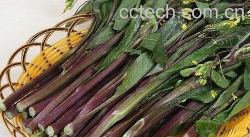 果蔬百科吃菜薹的好处有哪些-0