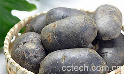 果蔬百科黑土豆的功效与作用-0