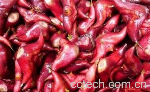 果蔬百科菱角的功效与作用-0