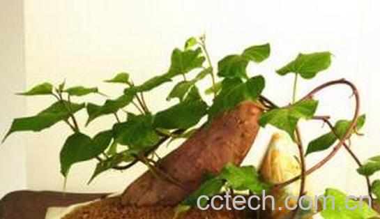 果蔬百科怎样制作红薯盆栽-0