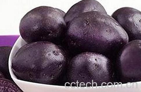 果蔬百科黑土豆的营养价值-0