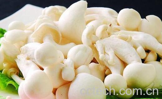 果蔬百科白玉菇的营养价值-0