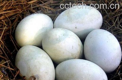 果蔬百科吃鹅蛋的好处-0