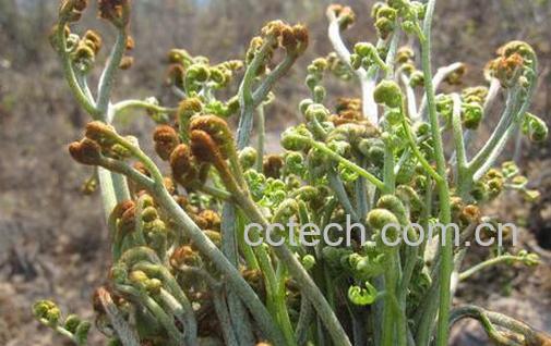 果蔬百科吃蕨菜的好处与坏处-0