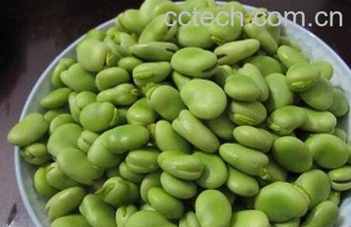 果蔬百科蚕豆的营养价值-0