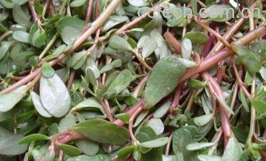 果蔬百科哪些蔬菜不能生吃-0