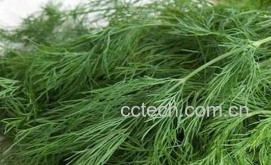 果蔬百科吃茴香的好处有哪些-0