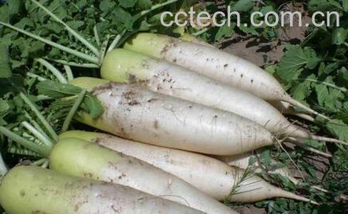 果蔬百科冬天吃白萝卜的好处有哪些-0