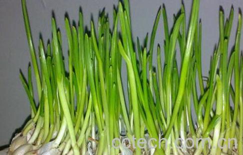 果蔬百科大蒜发芽能吃吗-0