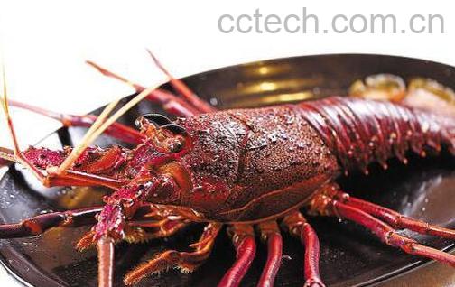 果蔬百科澳洲龙虾的功效与作用-0