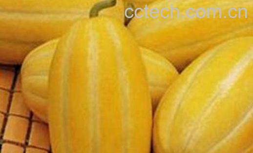 果蔬百科金丝瓜的营养价值与功效-0