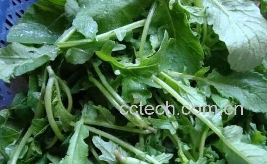 果蔬百科萝卜叶能吃吗-0