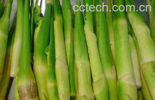 果蔬百科茭白的食用禁忌-0