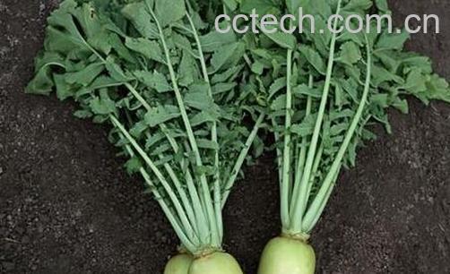 果蔬百科吃萝卜叶的注意事项-0