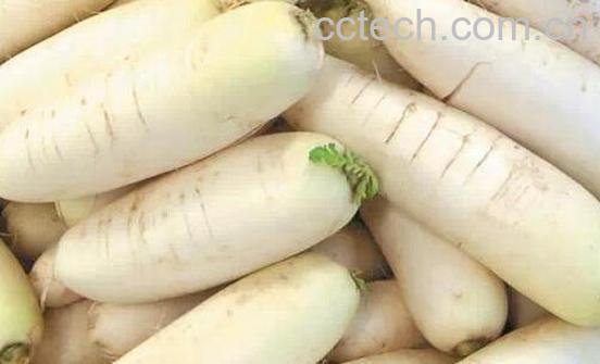 果蔬百科萝卜能治什么病-0