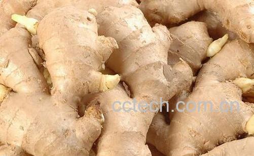 果蔬百科生姜能治常见病-0