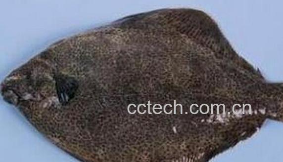 果蔬百科黑姑鱼的营养价值与功效-0