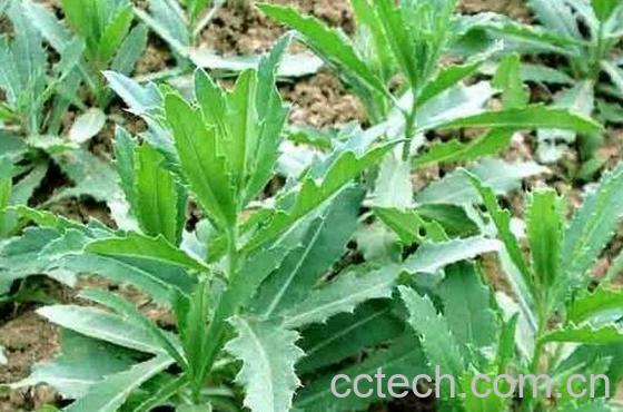 果蔬百科刺儿菜的营养价值与功效-0