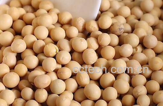 果蔬百科黄豆的功效与作用-0