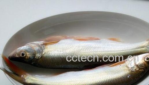 果蔬百科白扁鱼的营养价值与功效-0