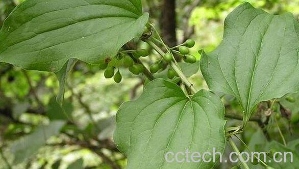 果蔬百科牛尾菜的营养价值与功效-0