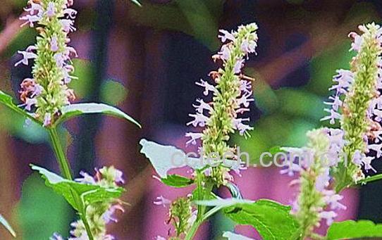 果蔬百科香茸的功效与作用-0