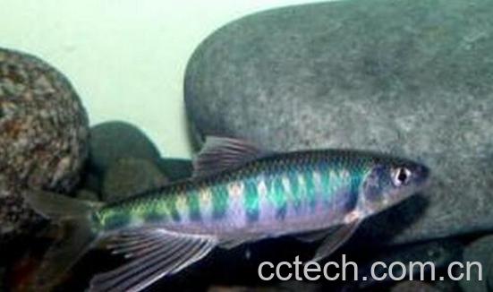 果蔬百科白糯鱼的营养价值与功效-0