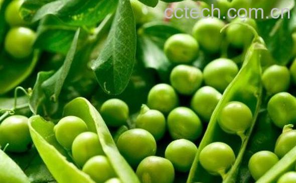 果蔬百科吃豌豆的好处与坏处-0