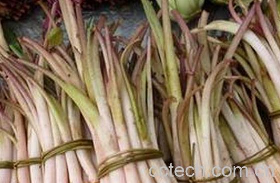 果蔬百科芋头杆的功效与作用-0