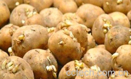 果蔬百科吃土豆的禁忌-0