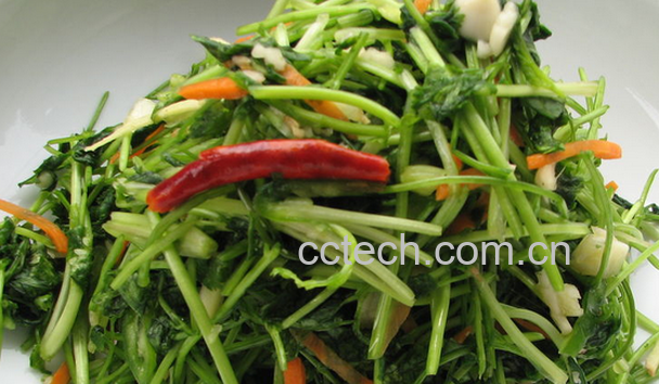 果蔬百科香菜的常见吃法-0