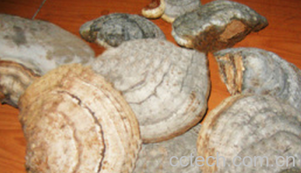 果蔬百科阿里红的功效与作用-0