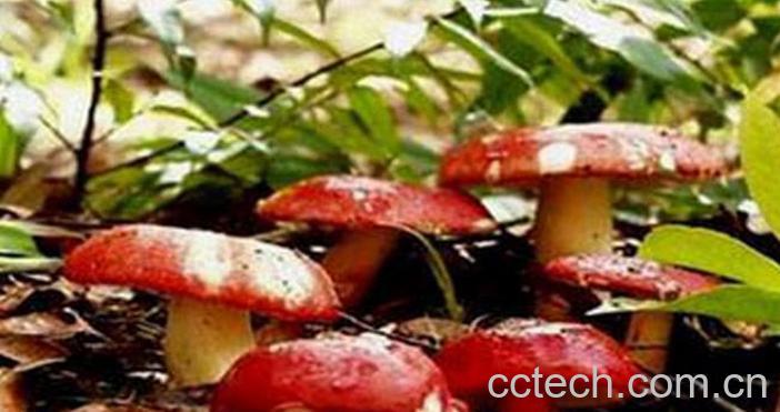 果蔬百科红菇的营养价值与功效 红菇吃法-0