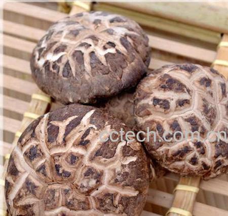 果蔬百科东北椴木花菇辨别方法-0