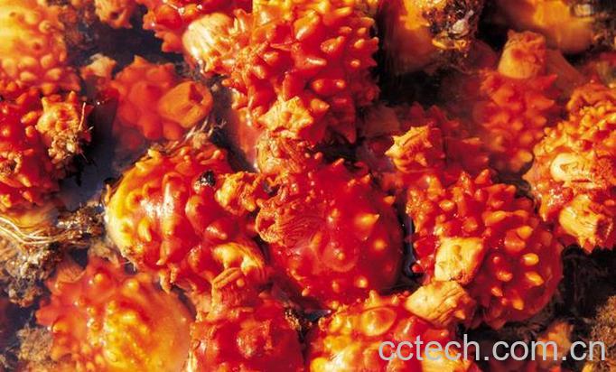 果蔬百科孕妇能吃海鞘吗-0