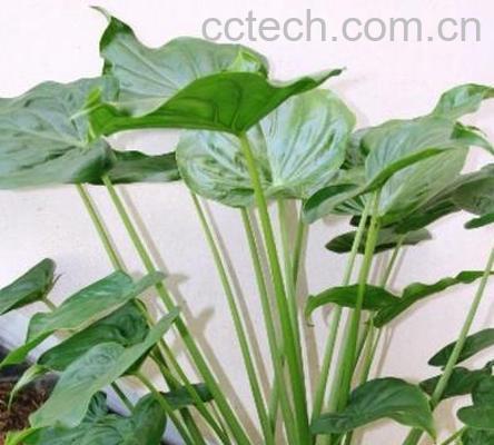 果蔬百科尖尾芋是什么 尖尾芋的功效与做法-0