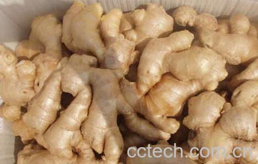 果蔬百科冬天哪些人不宜吃生姜-0