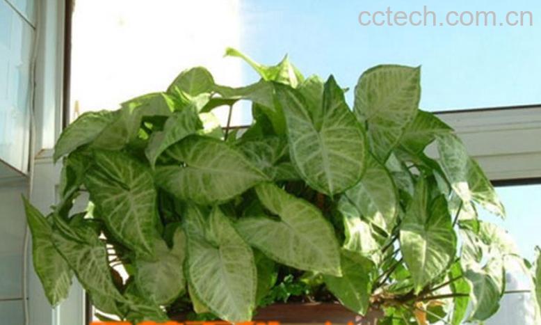 果蔬百科合果芋有毒吗 合果芋的养殖方法-0