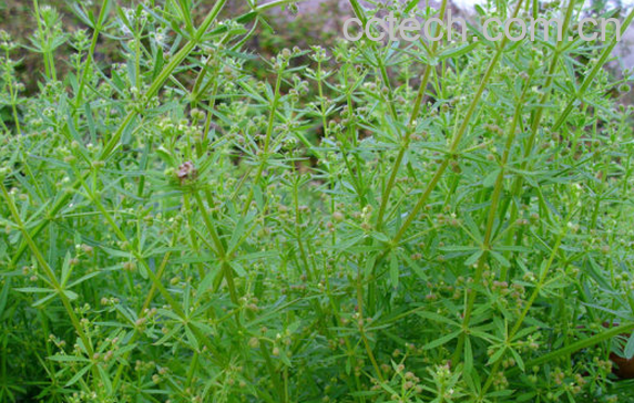 果蔬百科八仙草的功效与作用-0