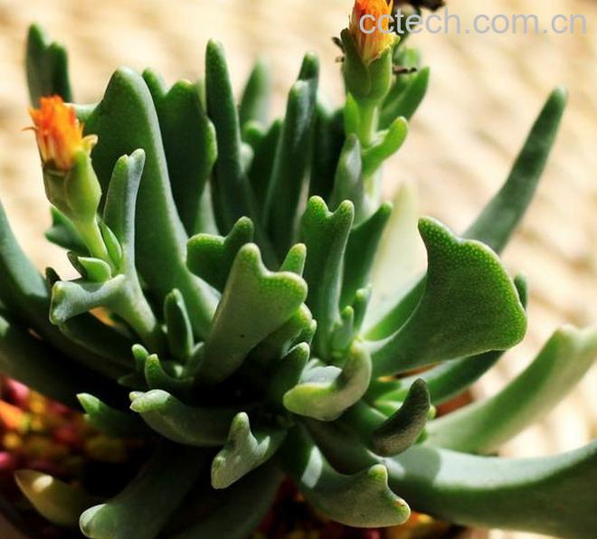 果蔬百科快刀乱麻的养殖方法-0