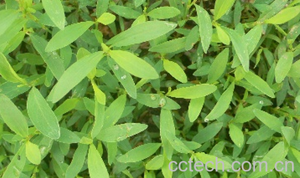 果蔬百科猪芽菜的营养价值与功效-0